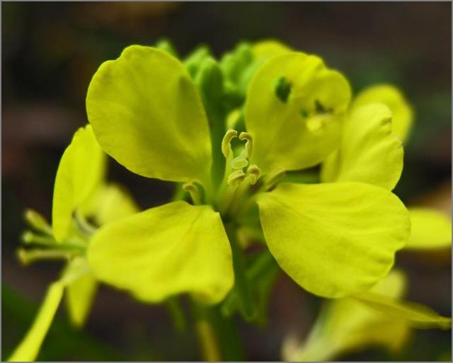 sm 290 Black Mustard.jpg - Black Mustard (Brassica nigra): They were blooming earlier than usual. A very common mustard  from Europe.